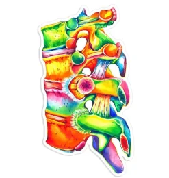 Wirbelsäulen Anatomie Aufkleber II - Aquarell | Codex Anatomicus Best