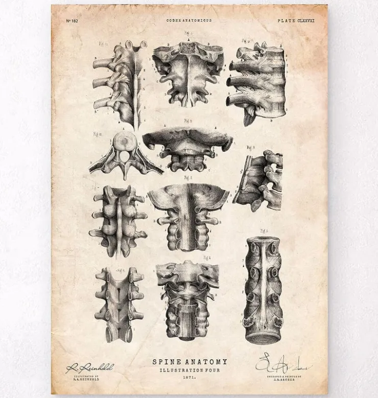 Wirbelsäulen Anatomie III | Codex Anatomicus Clearance