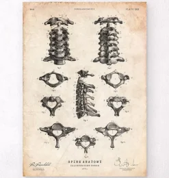 Wirbelsäulen Anatomie Kunst II | Codex Anatomicus New
