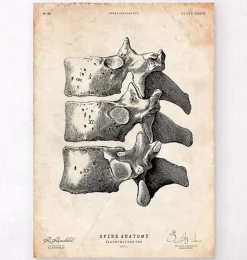 Wirbelsäulen Anatomie Kunst I | Codex Anatomicus Best