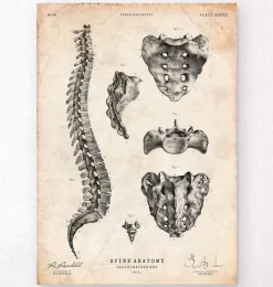 Wirbelsäulen Anatomie Kunst | Codex Anatomicus Sale