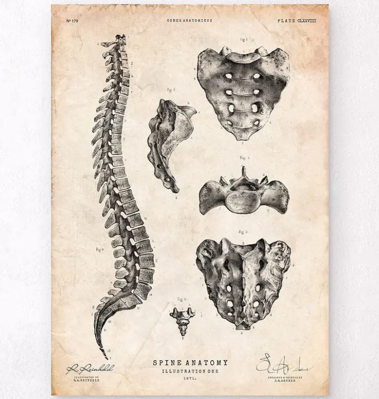 Wirbelsäulen Anatomie Kunst | Codex Anatomicus Sale
