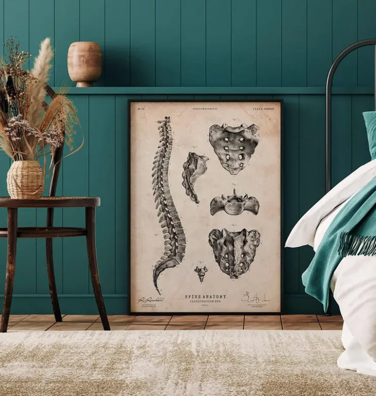 Wirbelsäulen Anatomie Kunst | Codex Anatomicus Sale