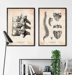 Wirbelsäulen Anatomie Kunst I | Codex Anatomicus Best