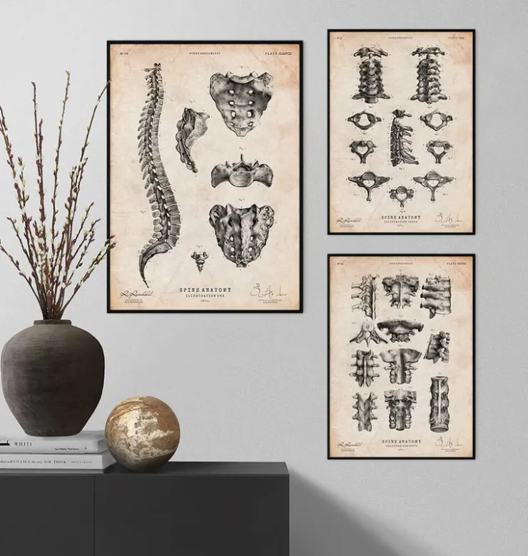 Wirbelsäulen Anatomie Kunst | Codex Anatomicus Sale