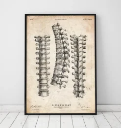 Wirbelsäulenan Atomiedruck | Codex Anatomicus Outlet