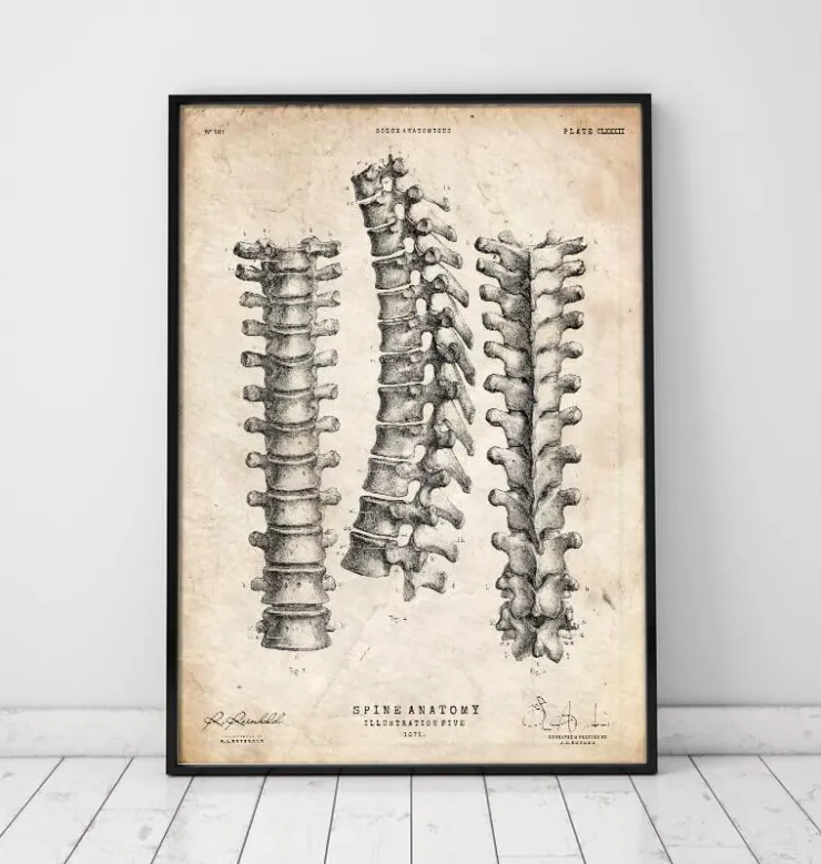 Wirbelsäulenan Atomiedruck | Codex Anatomicus Outlet