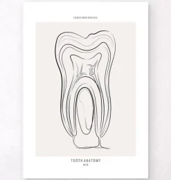 Zahn Anatomie - Line-Art | Codex Anatomicus Hot