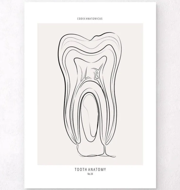 Zahn Anatomie - Line-Art | Codex Anatomicus Hot