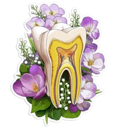 Zahn Anatomie Aufkleber II - Floral | Codex Anatomicus Clearance