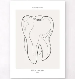 Zahn Anatomie II - Line-Art | Codex Anatomicus Fashion