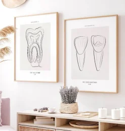 Zahn Anatomie III - Line-Art | Codex Anatomicus Online