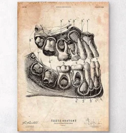 Zahn Anatomie Kunst | Codex Anatomicus Outlet
