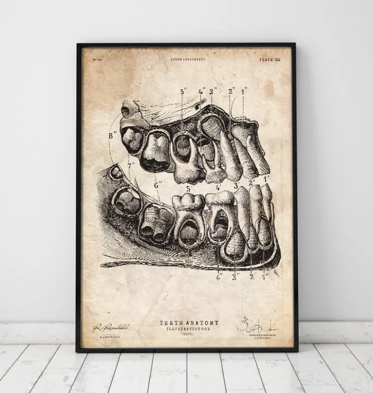 Zahn Anatomie Kunst | Codex Anatomicus Outlet