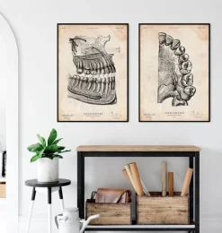 Zahn Anatomie Kunst | Codex Anatomicus Hot