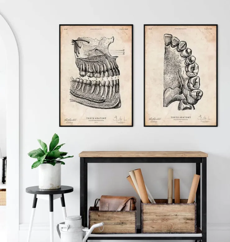Zahn Anatomie Kunst | Codex Anatomicus Hot