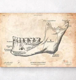Zahn und Kiefer Anatomie | Codex Anatomicus Fashion
