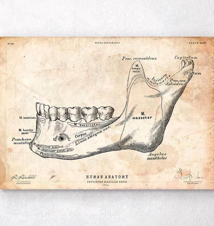 Zahn und Kiefer Anatomie | Codex Anatomicus Fashion