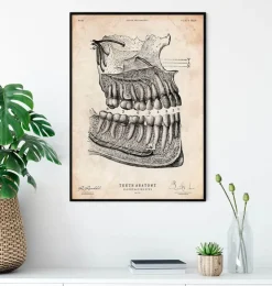 Zahnanatomie | Codex Anatomicus Online