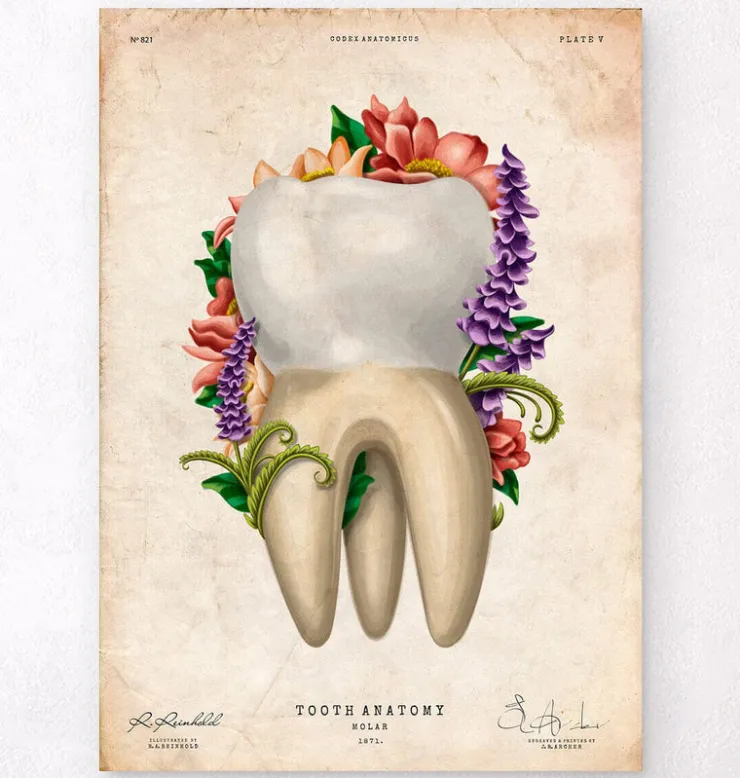 Zahnanatomie IV - Floral - Vintage | Codex Anatomicus Best