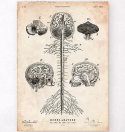 Zentrales Nervensystem | Codex Anatomicus Clearance