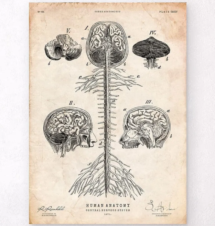 Zentrales Nervensystem | Codex Anatomicus Clearance