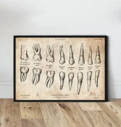 Zähne Anatomie Diagramm | Codex Anatomicus Online