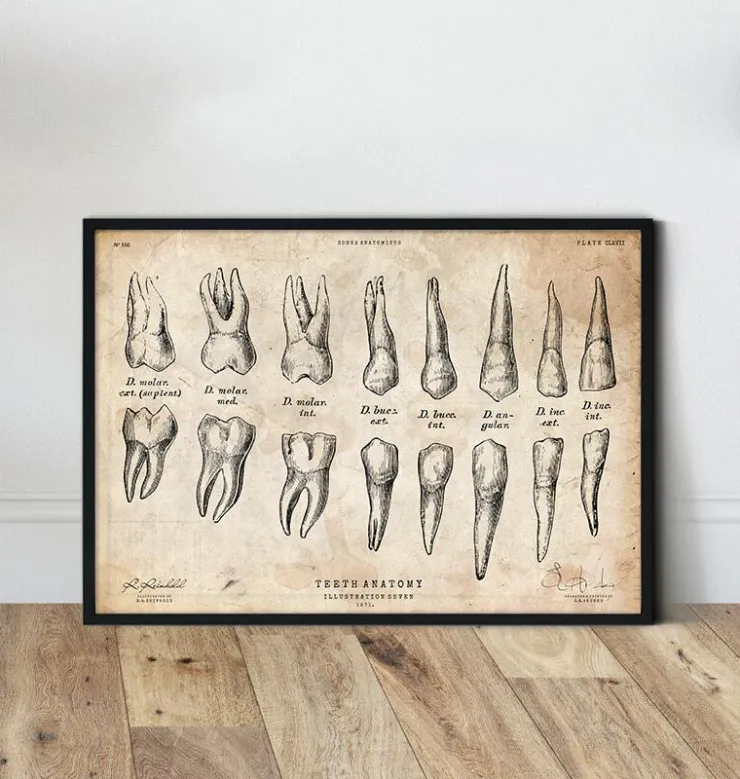 Zähne Anatomie Diagramm | Codex Anatomicus Online