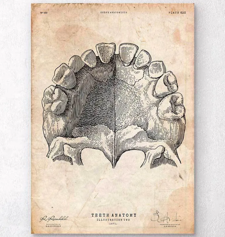 Zähne Anatomie Kunst | Codex Anatomicus Hot