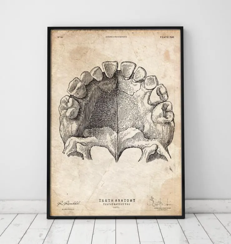 Zähne Anatomie Kunst | Codex Anatomicus Hot