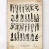 Zähne Diagramm Kunst | Codex Anatomicus Discount