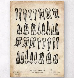 Zähne Diagramm Kunst | Codex Anatomicus Discount
